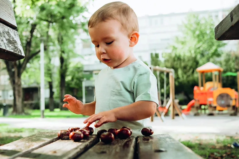 Photo of a young child counting conkers on a low picnic bench