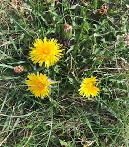Dandy