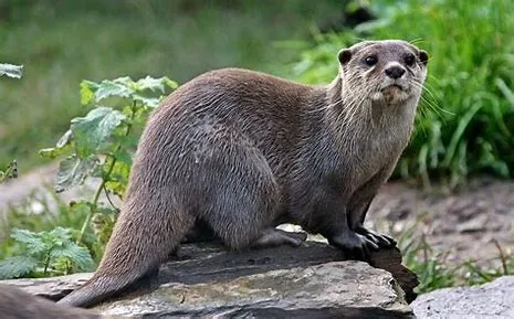otter