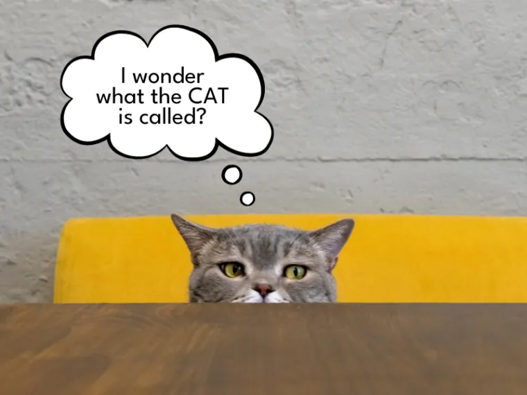 Cat asking itself I wonder what the CAT is called?