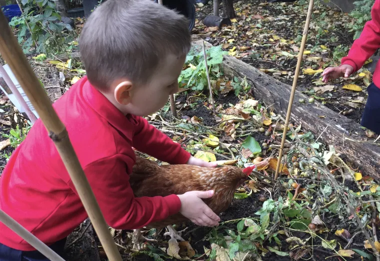 Catching the chickens