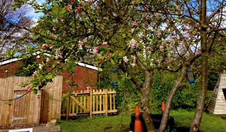 Tree in blossom