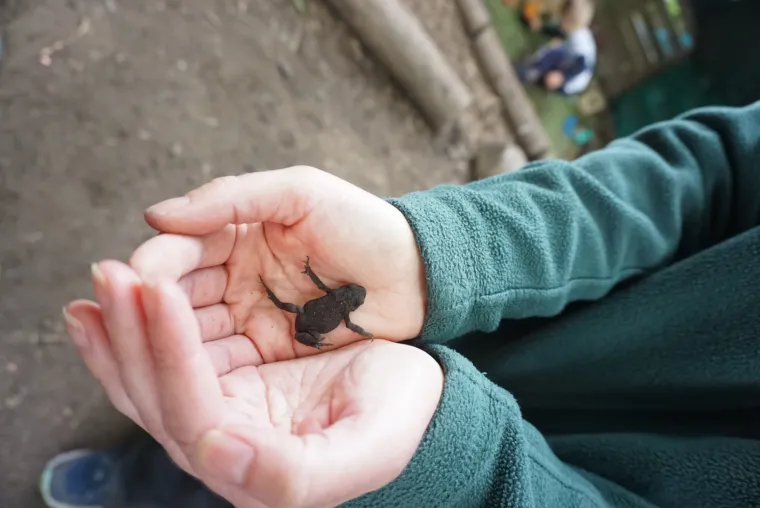 Hands holding a small frog