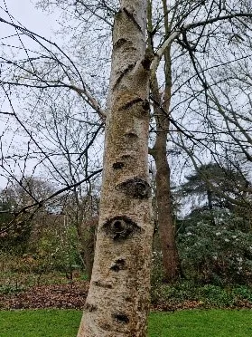birch
