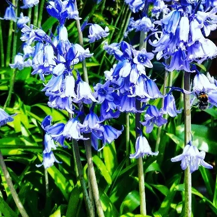 bluebells