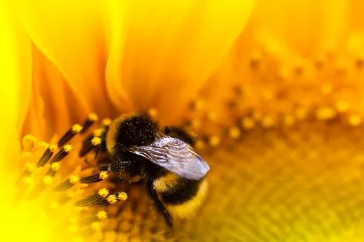 bee