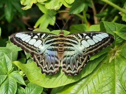 butterfly