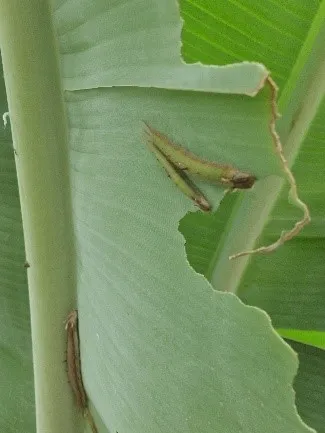caterpillar