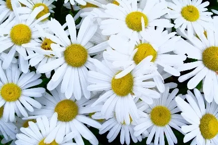 daisies