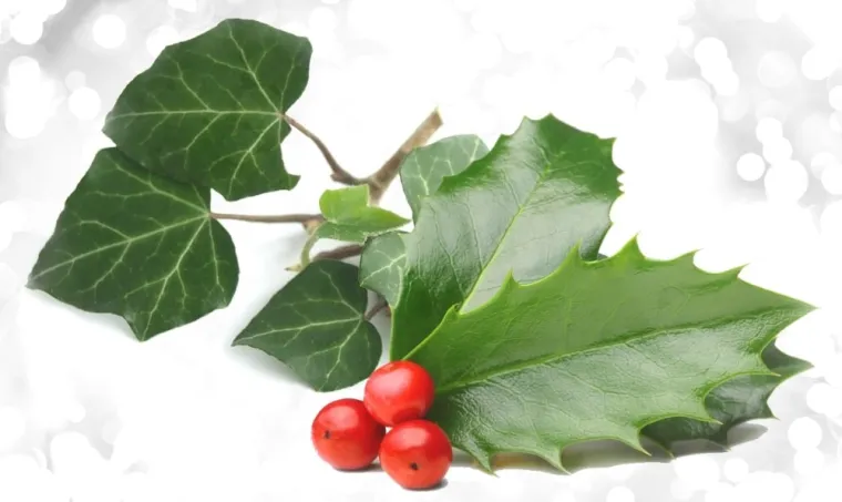 holly and ivy
