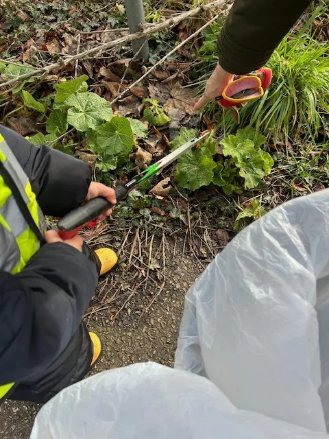 litter picking
