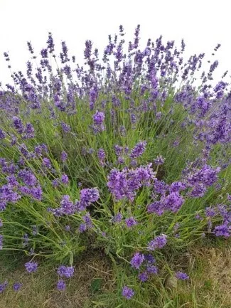 lavender