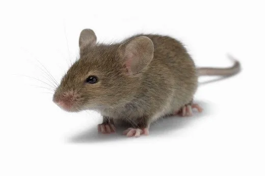 mouse