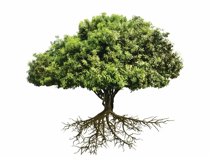 mulberry bush