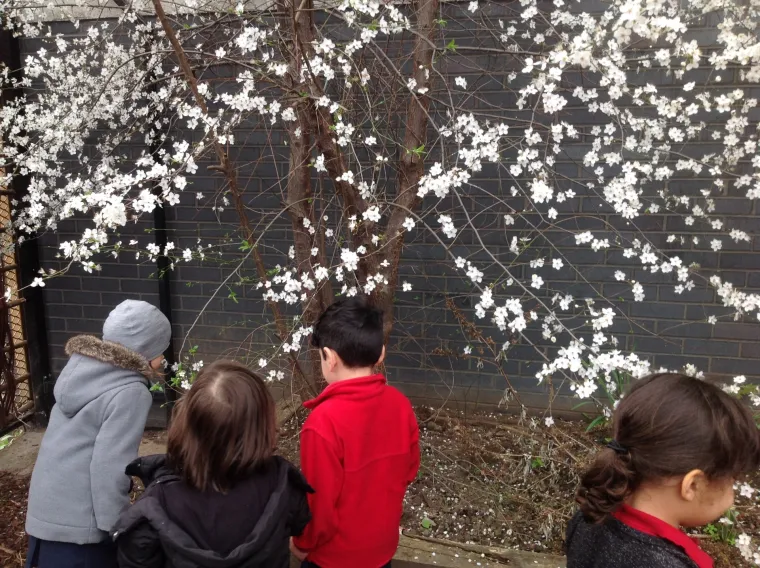 plum blossom