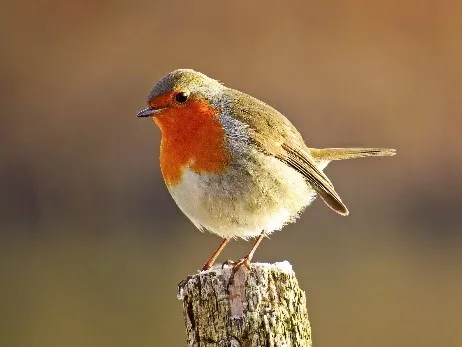 robin