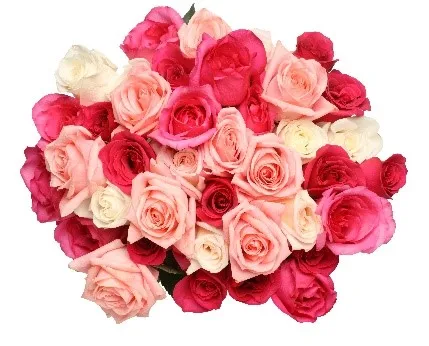 roses