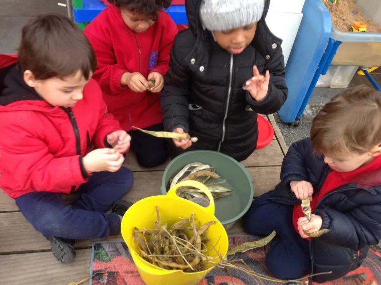 shelling beans