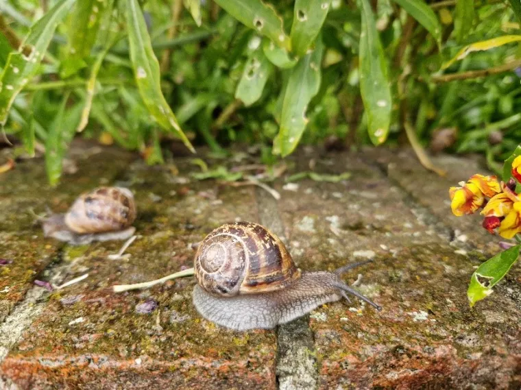 snail