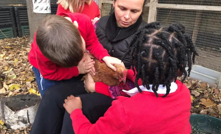 Handling chicken