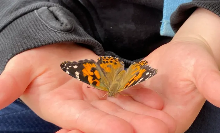 Orange and black butterfly held carefully in a child's hands. 