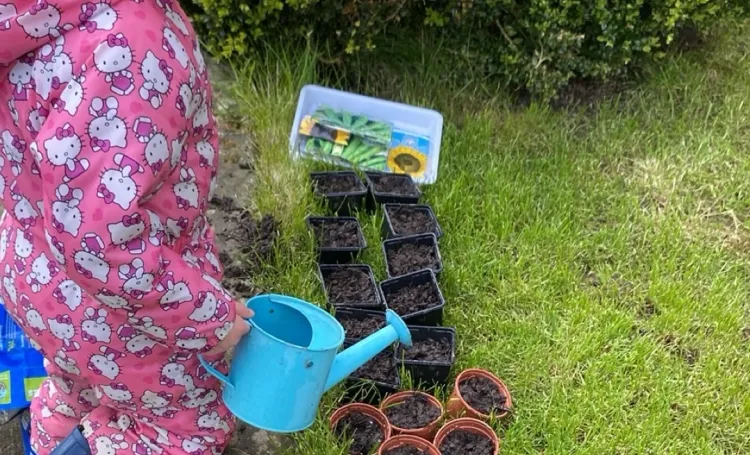 A child watering freshly planted seedlings on the grass outside