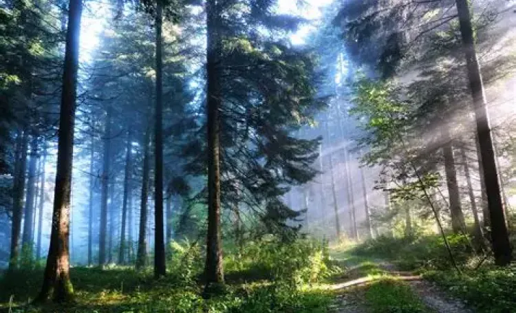 Forest