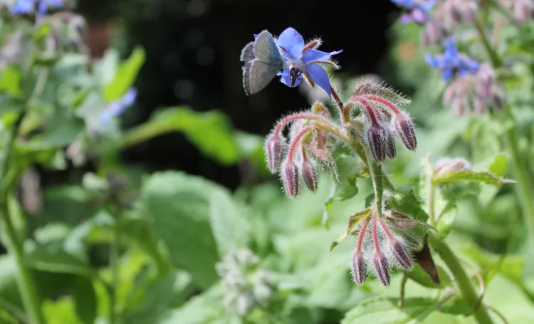 borage