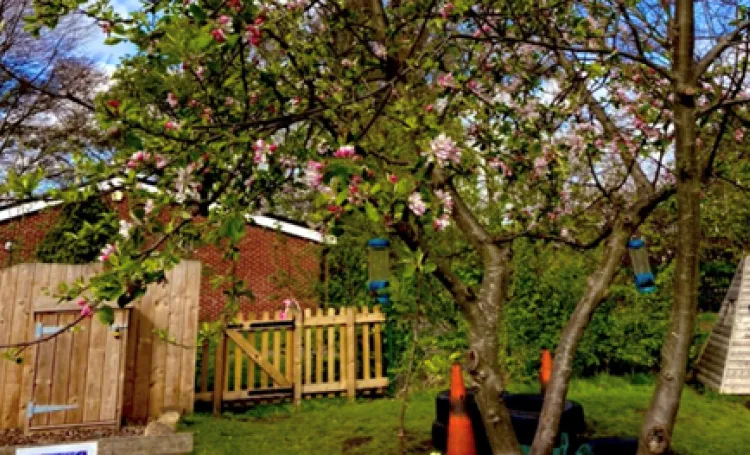 Tree in blossom