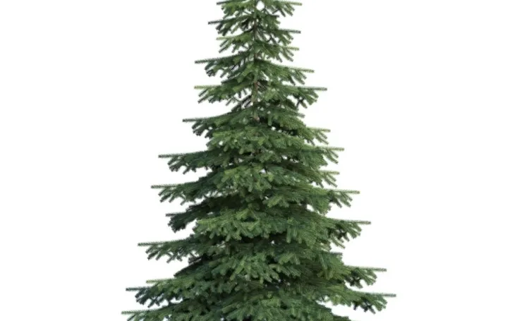 christmas tree