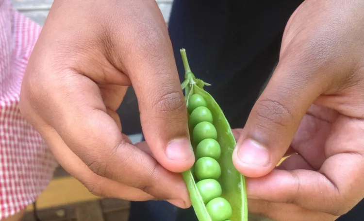 shelling peas