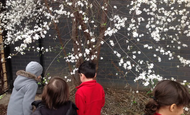 plum blossom