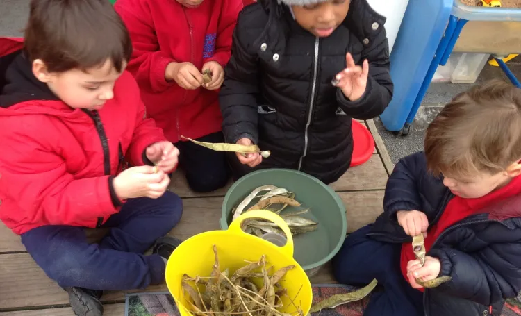 shelling beans
